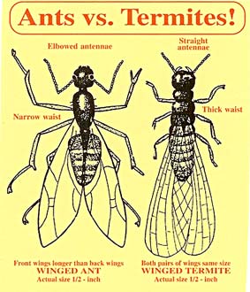 Ants and Termites comparison